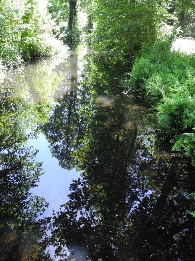 Spreewald.jpg