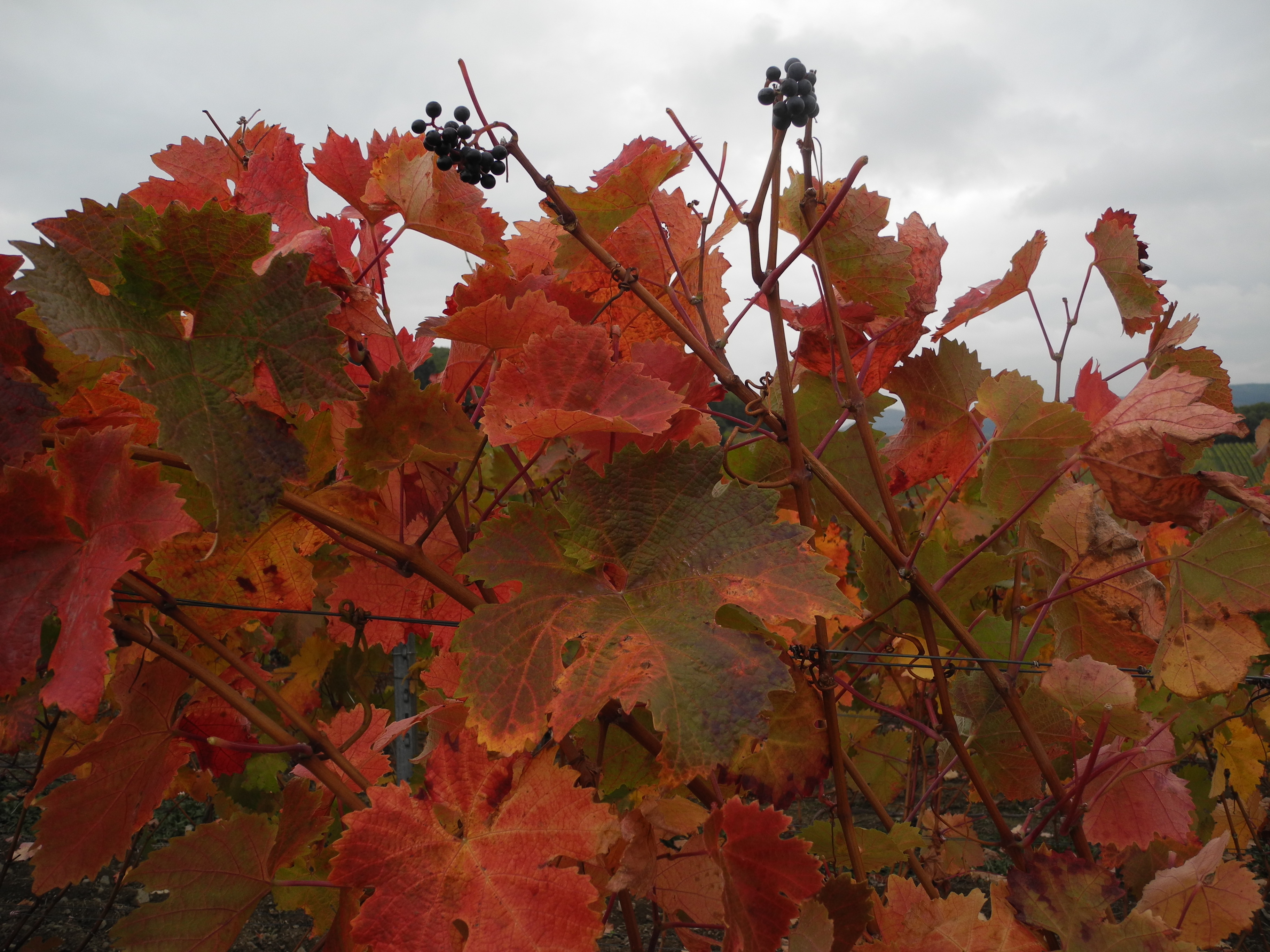 DSCN4606.JPG