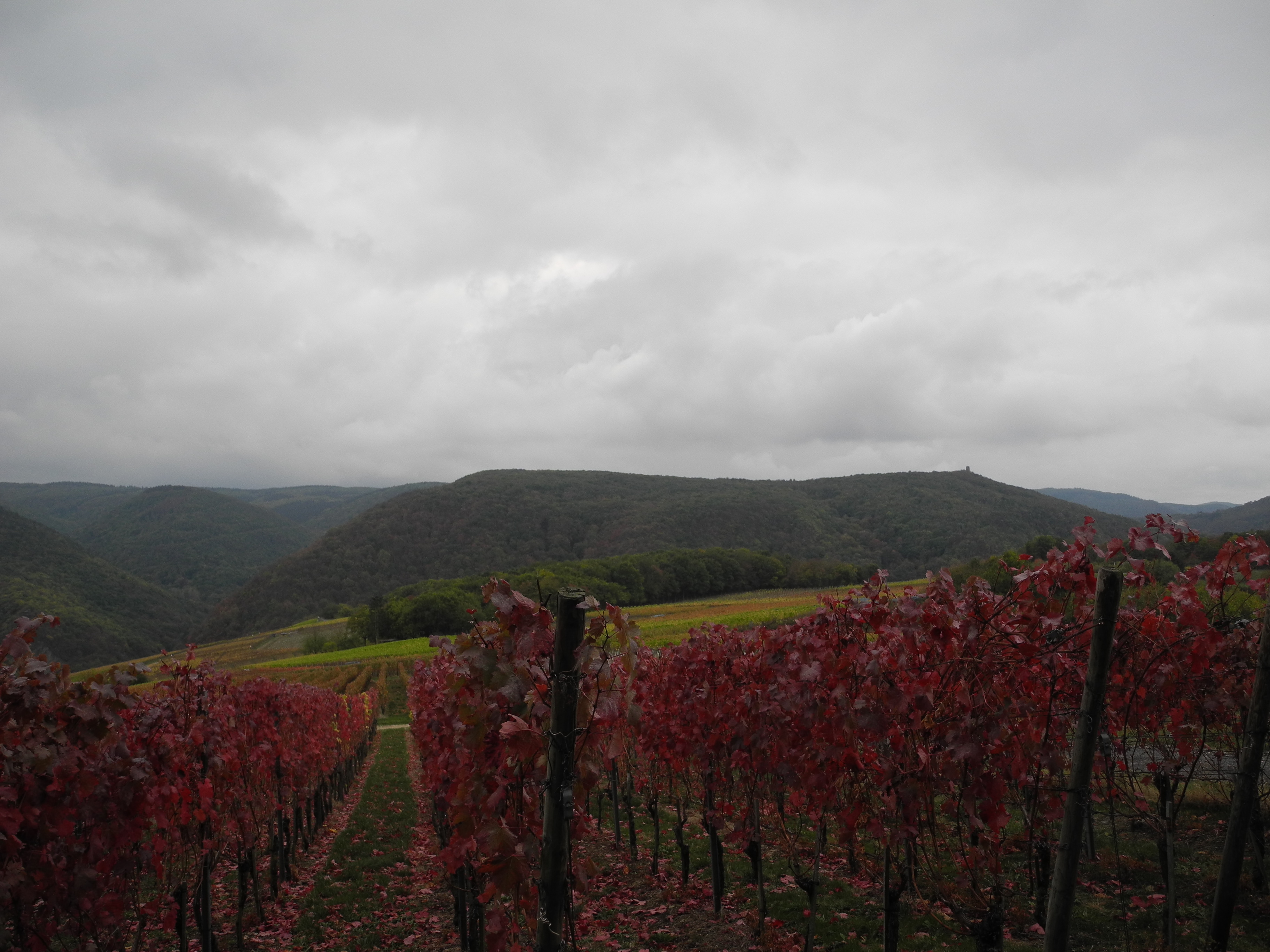 DSCN4614.JPG