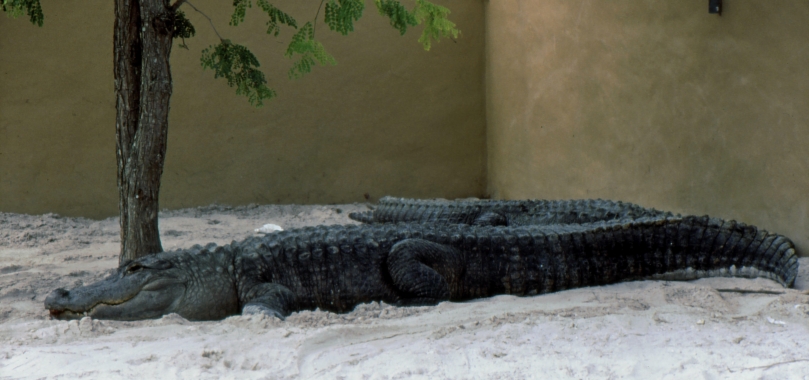 Krokos Everglades.jpg