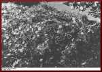 Bundesarchiv, Bild 183-R69919   CC-BY-SA