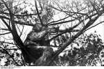 Bundesarchiv Bild 101I-297-1728-22%2C Im Westen%2C Scharfschütze