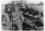 SIG33